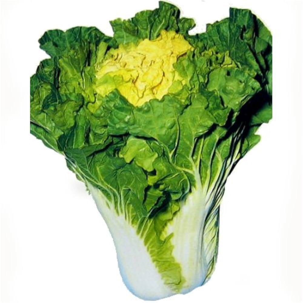Amazon | 白菜 種 【 花芯白菜 】 種子 小袋（約8ml） | 野菜